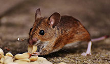 24 Hour & Emergency Exterminators in Carpentersville, IL